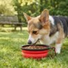 A corgi is eating from the PetzVibes collapsible silicone pet bowl in red color, fully unfolded, set on a grassy park lawn with a wooden park bench and trees blurred in the background