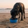 A black labrador is drinking from the PetzVibes collapsible silicone pet bowl in blue color, fully unfolded, positioned on a sandy beach with soft waves and a clear sky in the background
