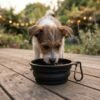 A small mixed-breed puppy is sniffing curiously at the PetzVibes collapsible silicone pet bowl in black color, fully unfolded, set on a wooden backyard deck with a blurred garden and string lights in the background