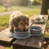 A small dog or puppy (e.g. a corgi or dachshund puppy) eating from the PetzVibes collapsible 2-in-1 grey silicone travel bowl, fully expanded to its standard depth
