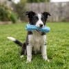 Dog Teething Chew Stick Lifestyle with blue stick petzvibes.com Dog Teething Chew Stick Lifestyle with blue stick petzvibes.com