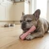 Dog Teething Chew Stick Lifestyle with pink stick petzvibes.com Dog Teething Chew Stick Lifestyle with pink stick petzvibes.com