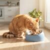 Orange tabby cat eating from a blue stainless steel tilted cat bowl on a sunlit kitchen floor
