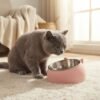 Grey British Shorthair cat sitting beside a pink stainless steel tilted cat bowl on a cozy living room rug