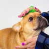 Silicone Pet Bath Brush Lifestyle small puppy dog bathing petzvibes
