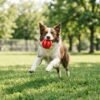 Dog Treat Dispensing Tooth Cleaning Ball dog catch the ball petzvibes.com Dog Treat Dispensing Tooth Cleaning Ball dog catch the ball petzvibes.com