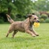 dog-treat-dispensing-tooth-cleaning-ball-running.jpg Dog Treat Dispensing Tooth Cleaning Ball dog running petzvibes.com