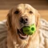 dog-treat-dispensing-tooth-cleaning-ball-teeth-closeup.jpg Dog Treat Dispensing Tooth Cleaning Ball close up petzvibes.com