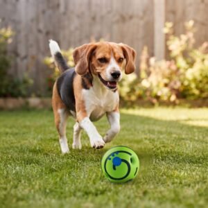Beagle chasing the medium green Giggle Sound Ball Dog Toy across a backyard lawn petzvibes