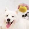 Pet Bath Brush with Shampoo Dispenser featured Pet Bath Brush with Shampoo Dispenser featured