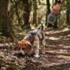 Retractable Dog Leash for Small Dogs Function Lifestyle 1 Small dog exploring a nature trail using the PetzVibes olive and grey automatic retractable leash
