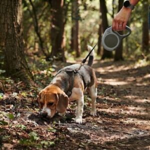Small dog exploring a nature trail using the PetzVibes olive and grey automatic retractable leash