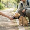 Black PetzVibes portable pet water bottle being used to give a cat water during outdoor travel